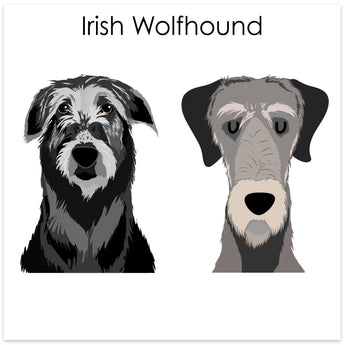 Irish Wolfhound