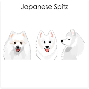 Japanese Spitz