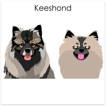 Keeshond