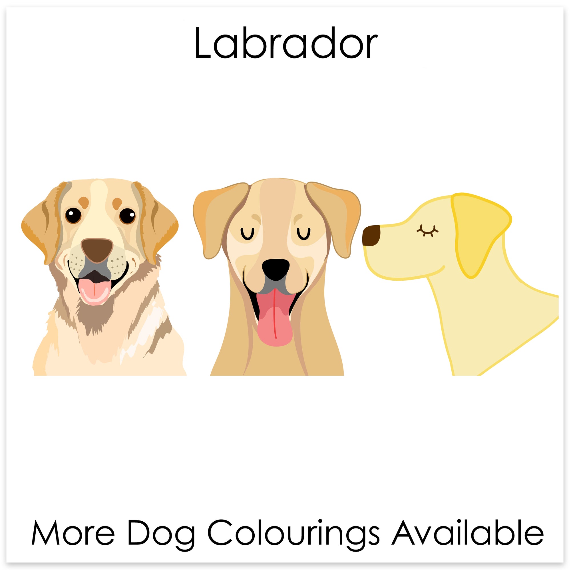 
    Labrador
  