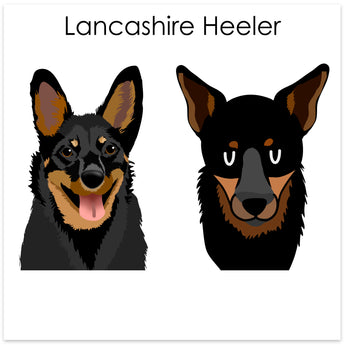 Lancashire Heeler