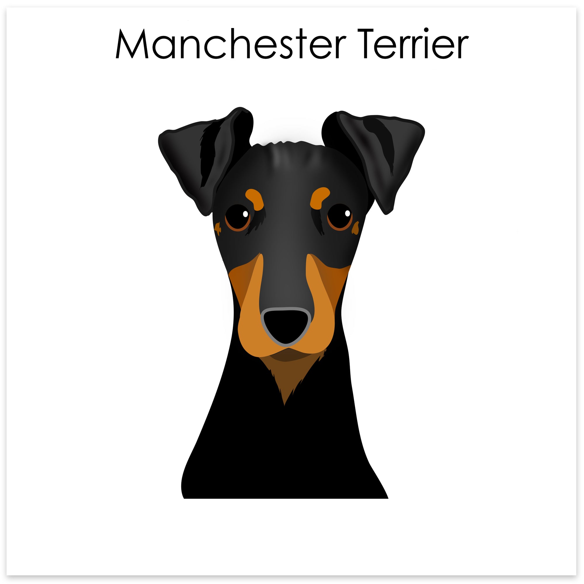 
    Manchester Terrier
  
