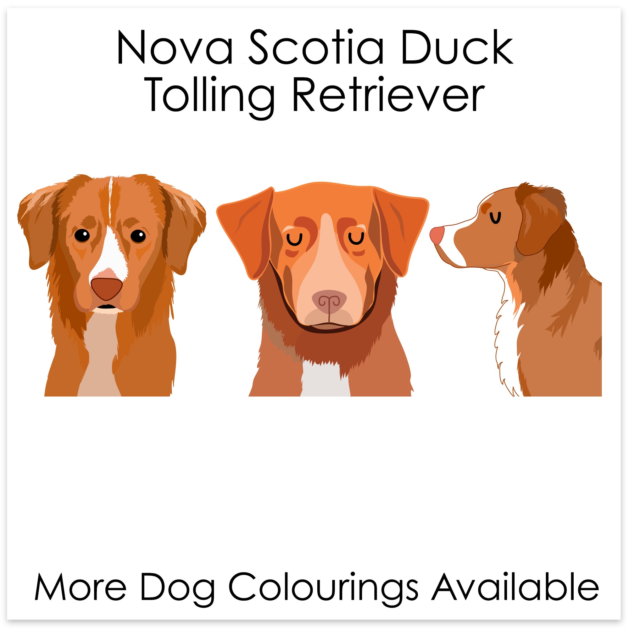
    Nova Scotia Duck Tolling Retriever
  