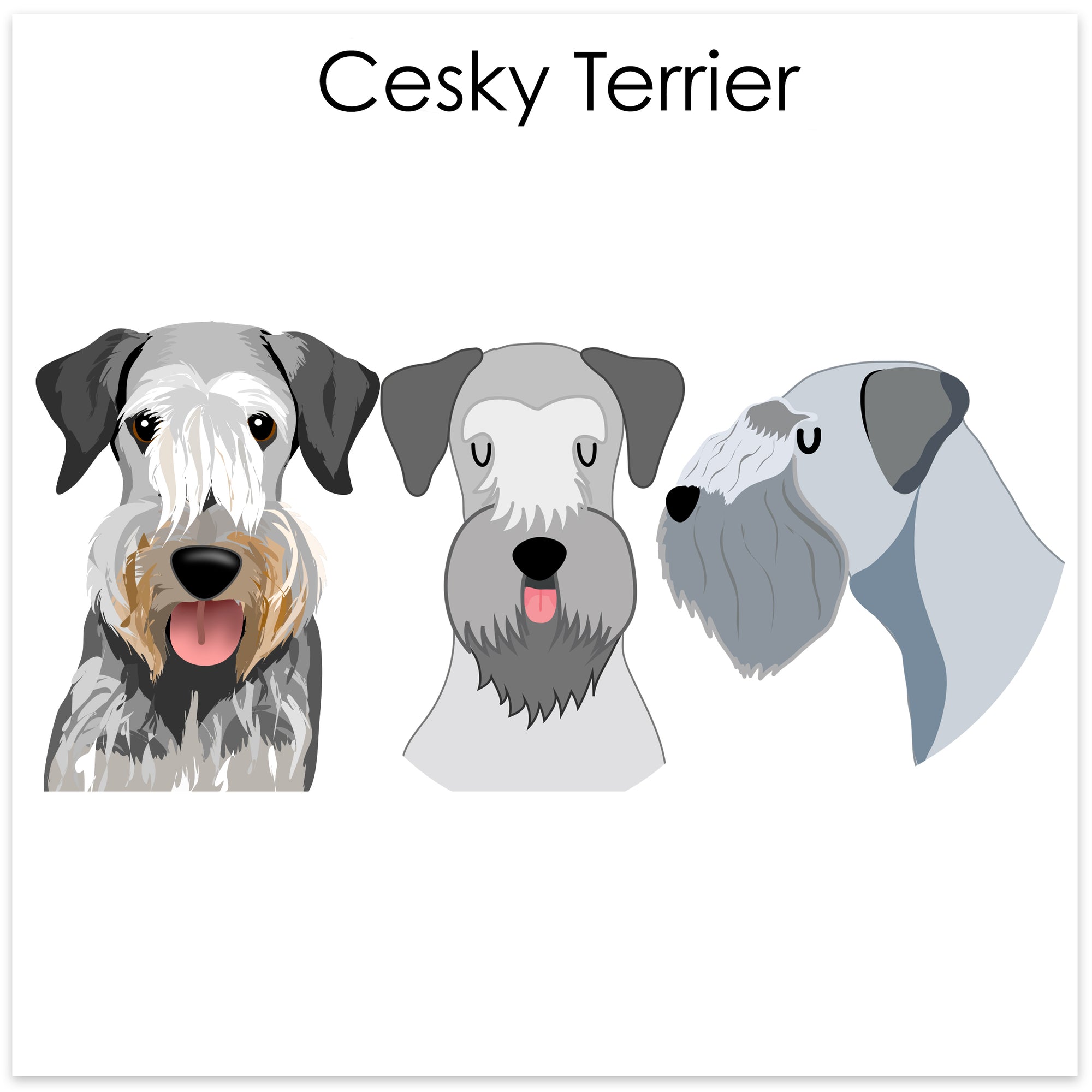 
    Cesky Terrier
  