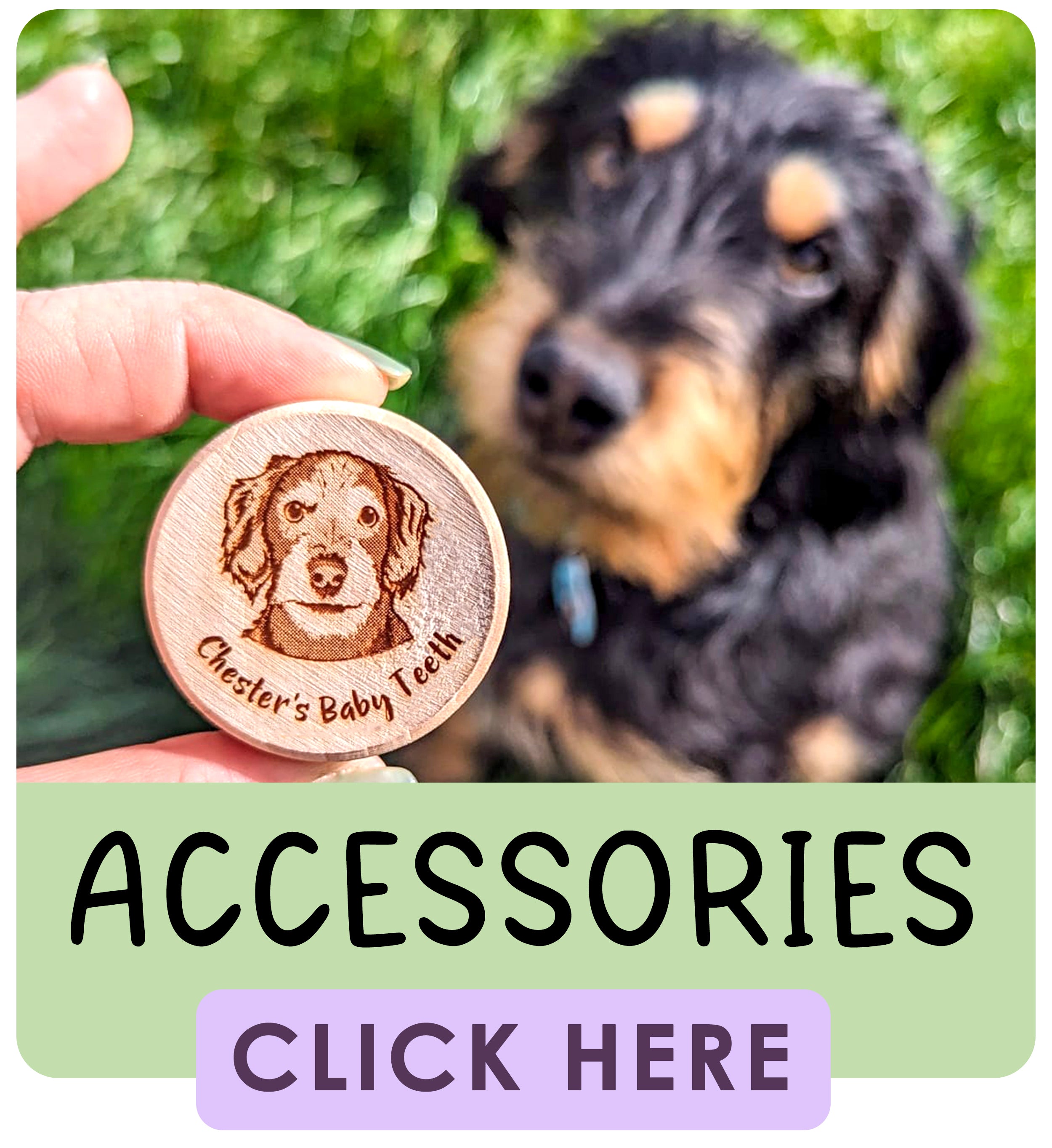 Shop Pet Accessories