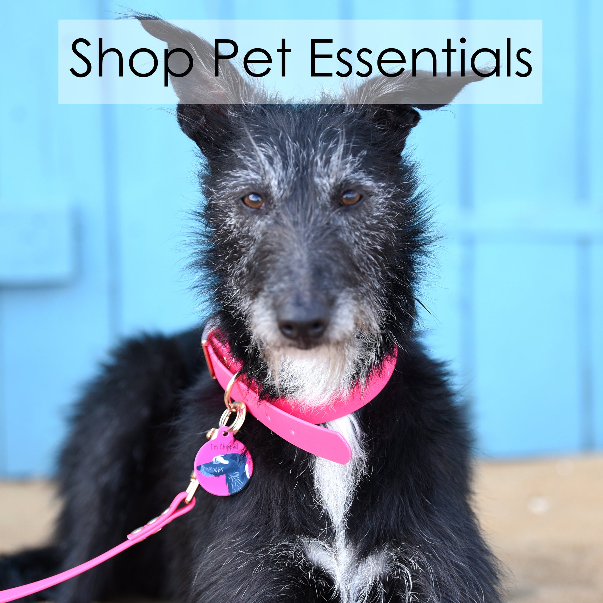 
    Shop Pet Essentials
  