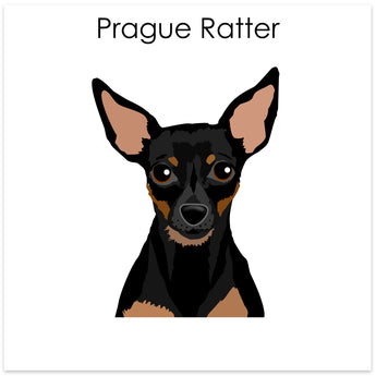 Prague Ratter