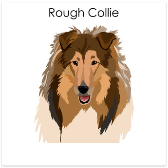 Rough Collie