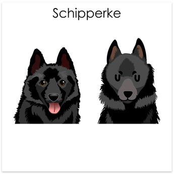 Schipperke