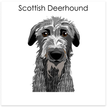 Scottish Deerhound