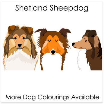 Shetland Sheepdog/ Rough Collie