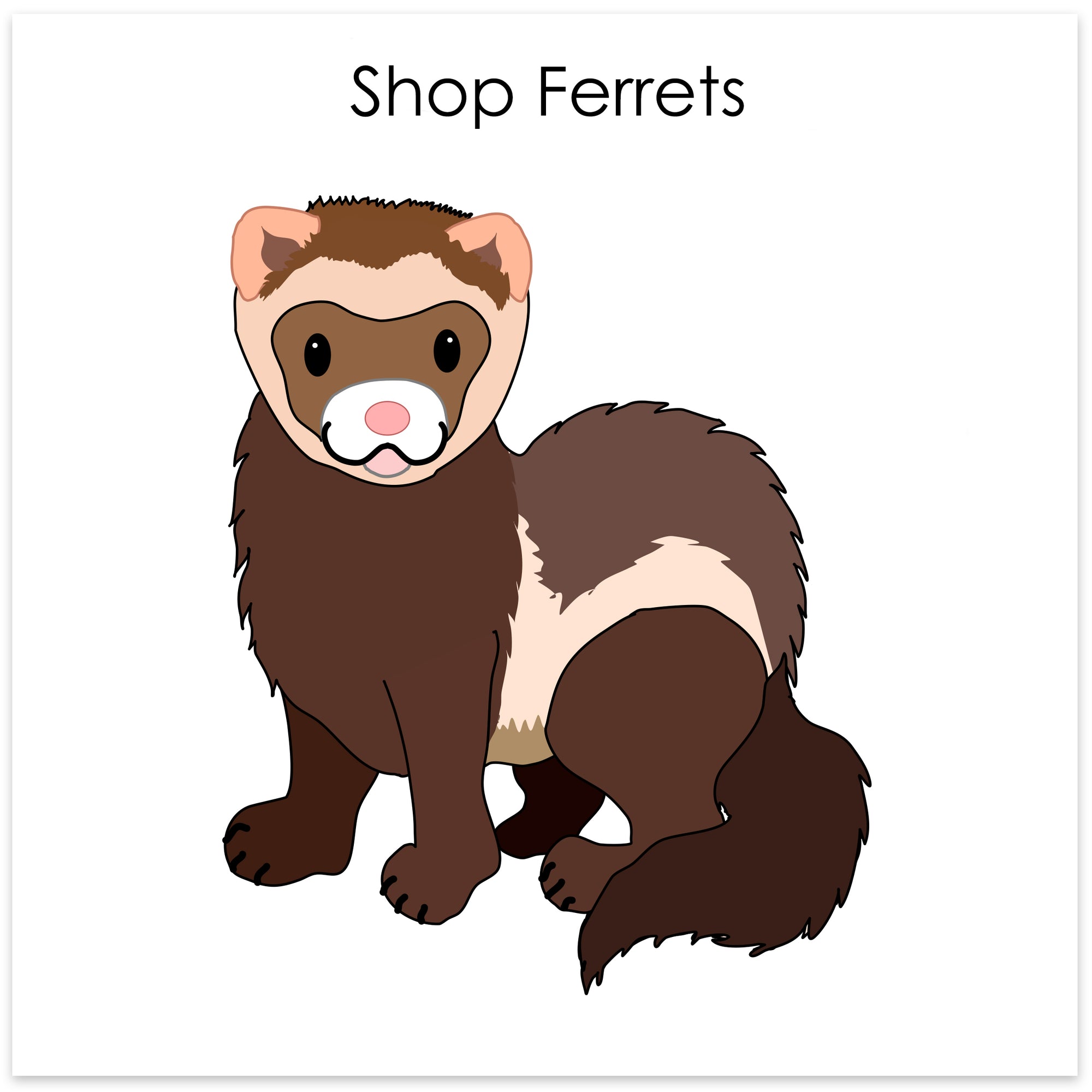 
    Shop Ferrets
  