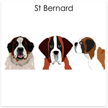 St Bernard