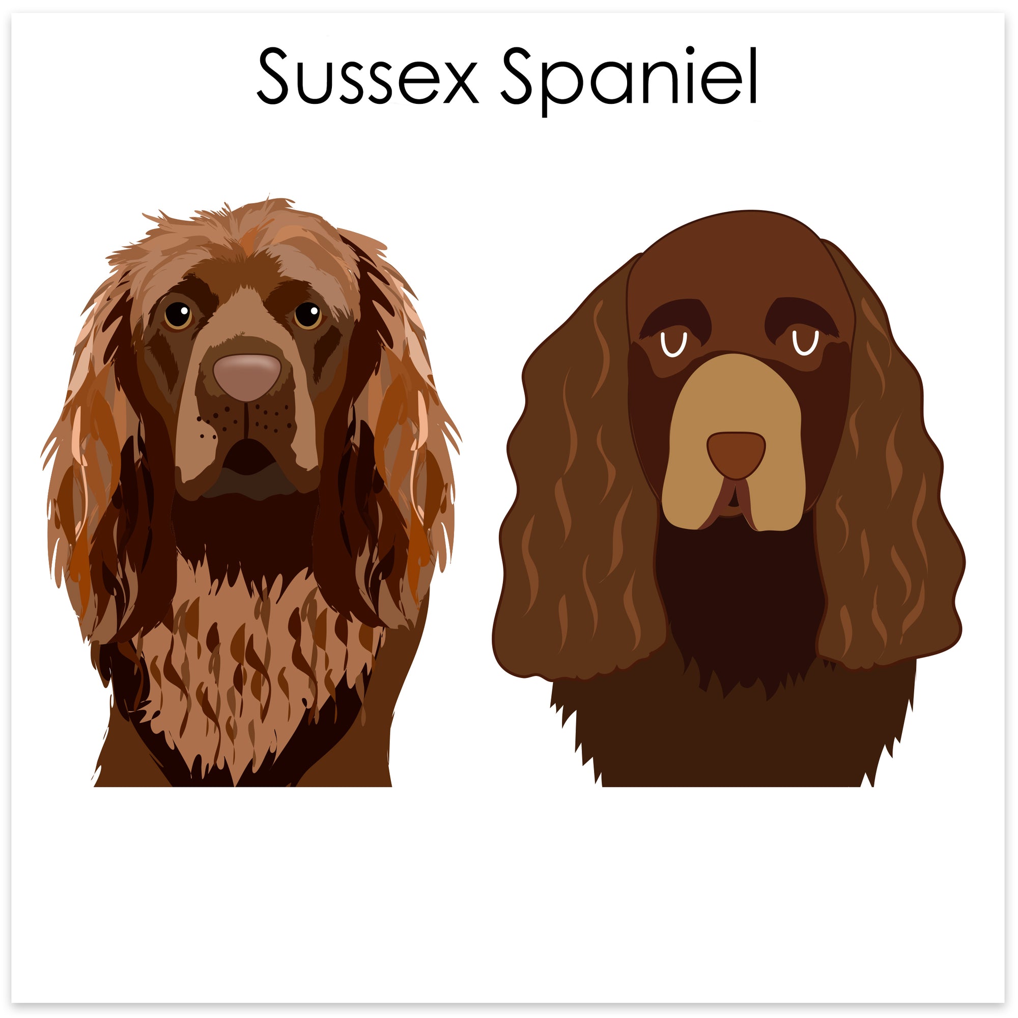 
    Sussex Spaniel
  