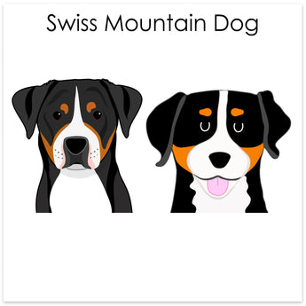 Swiss Mountain Dog