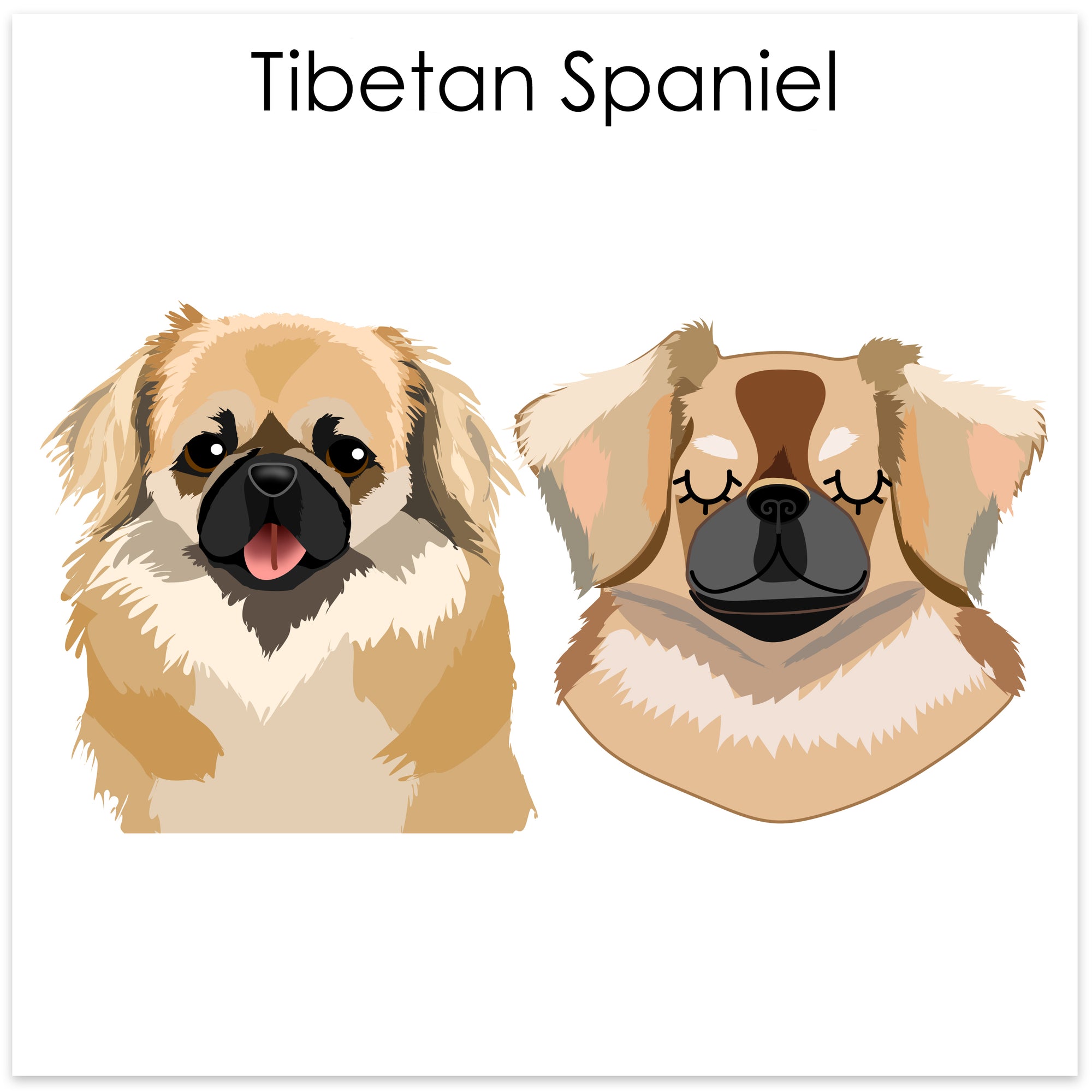 
    Tibetan Spaniel
  