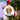 Beagle Personalised Dog Christmas Decoration