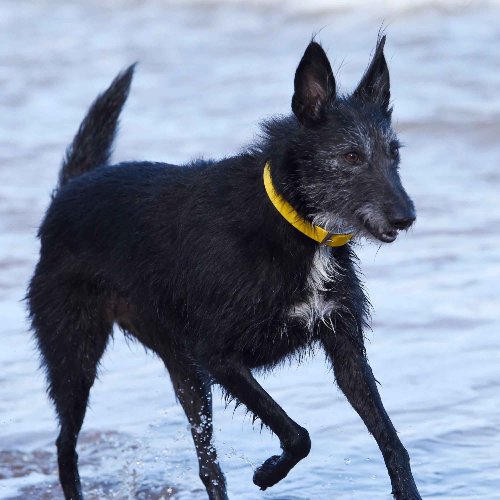 Waterproof Biothane Dog Collar
