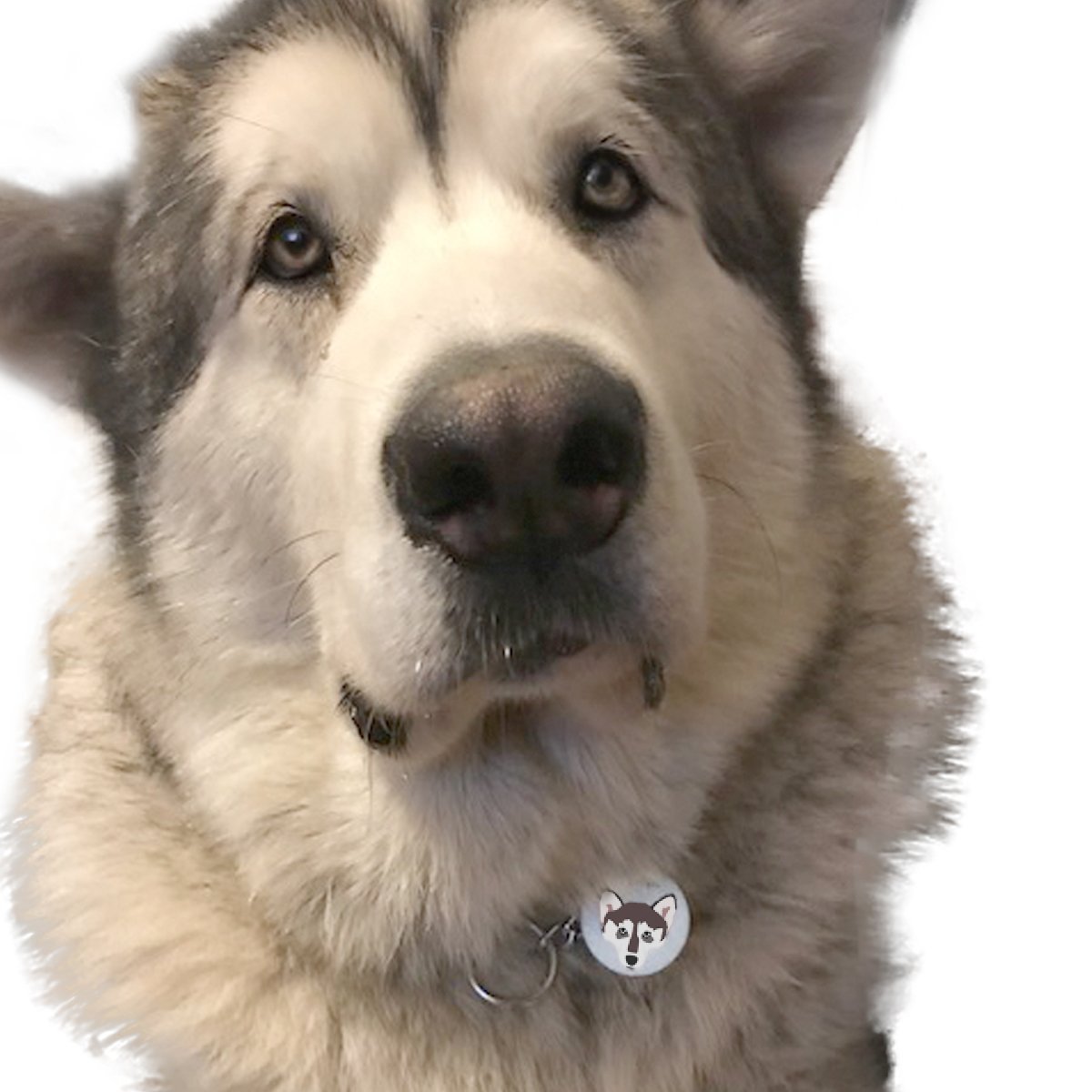 Alaskan Malamute Personalised Dog ID Tag  - Hoobynoo - Personalised Pet Tags and Gifts