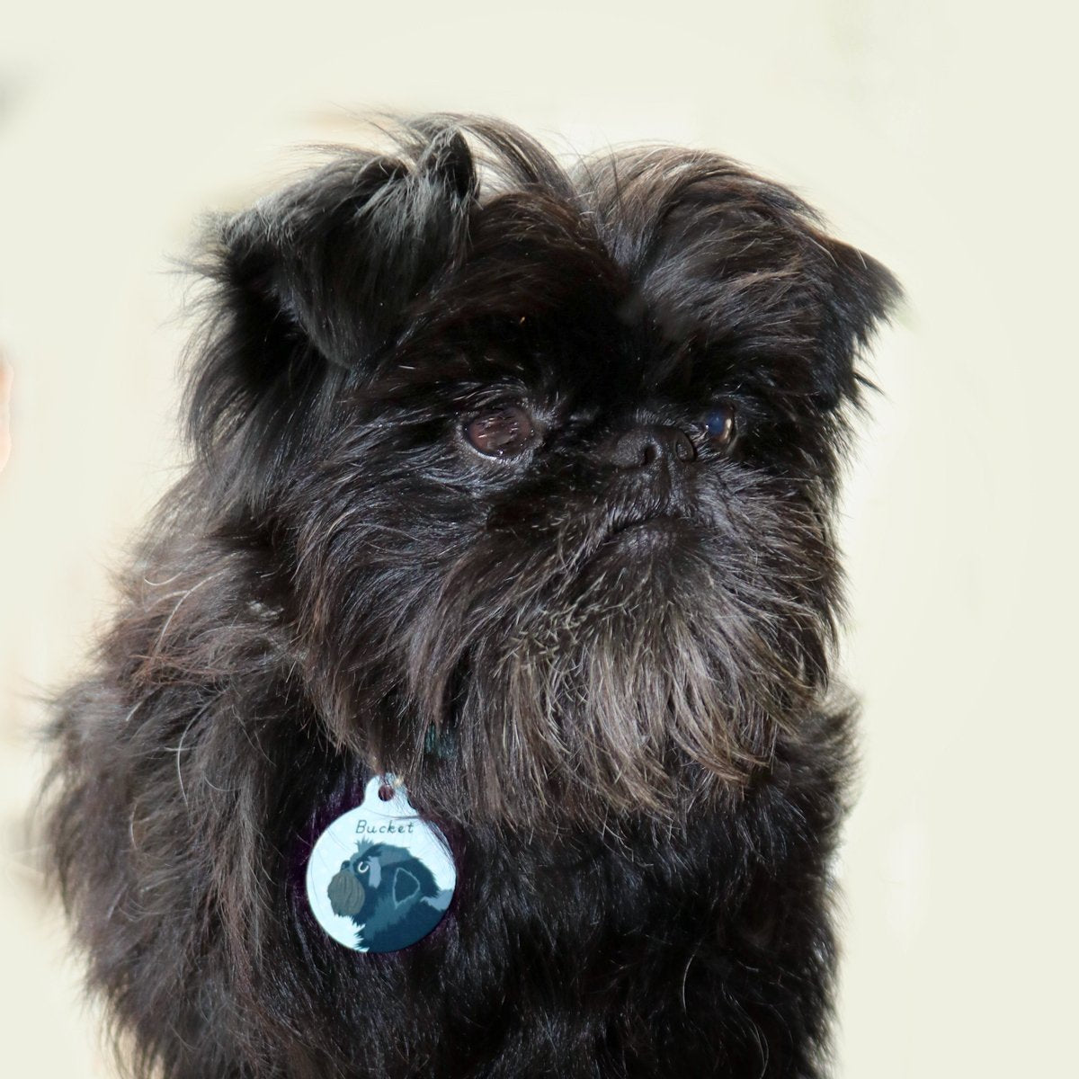 Affenpinscher Personalised Dog ID Tag  - Hoobynoo - Personalised Pet Tags and Gifts