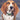 Basset Hound Dog ID Collar Tag  - Hoobynoo - Personalised Pet Tags and Gifts