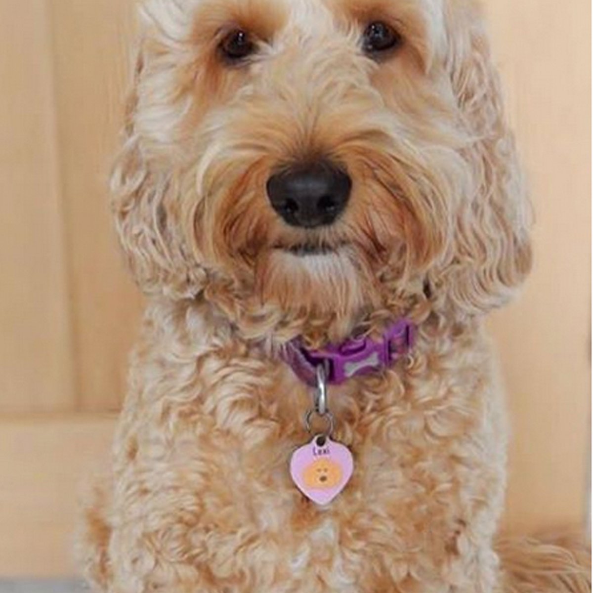 Cockapoo/Labradoodle Dog Tag -HEART  - Hoobynoo - Personalised Pet Tags and Gifts