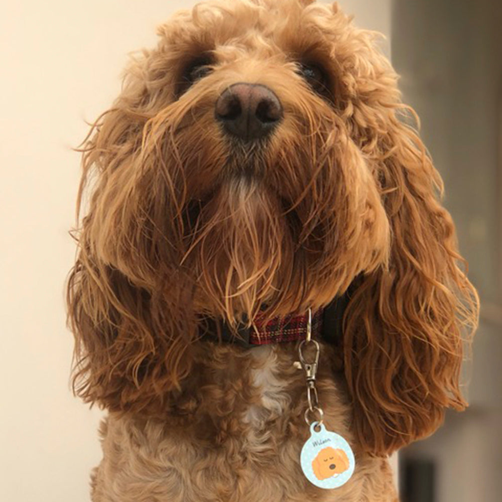 Dog Tags for UK Pets Dogs Collar and Cat Accessories Hoobynoo